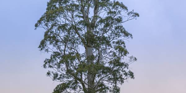 500 Eucalyptus ovata (black gum) seedlings for sale