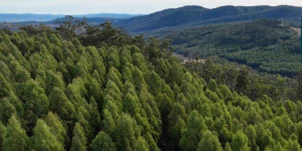 Silver Top Gum Plantation for Sale