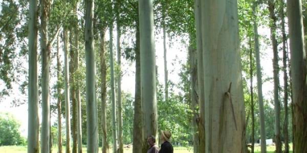 Pruned Plantation Nitens